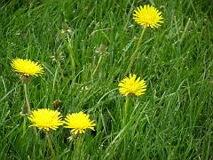flowers09a (54)